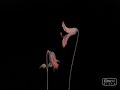 Pink Floyd "Empty Spaces" animation