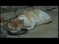 Cat breastfeeding dogs