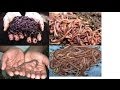 Why Am I Raising 4 Different Kinds Of Composting Worms? Well Let Me Tell You Why!