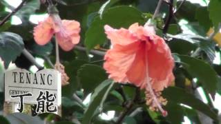 Watch Malaysia Bunga Raya video
