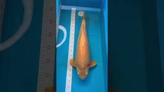 Karashigoi Koi Fish Male 78Cm