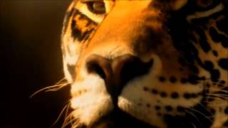 Watch Enigma Page Of Cups video