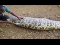 Guess Whats Inside This Snake Guess Whats Inside This Snake