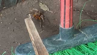Aranha Armadeira Versus Sapo