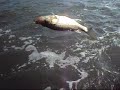 Video de Robaloes robalada na peninha - prainha branca - guaruja