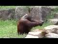 Orangutan cools off like a human!!! Amazing footage!!!