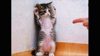 😍Funny Cats and Cute Kittens Compilation 2018😍