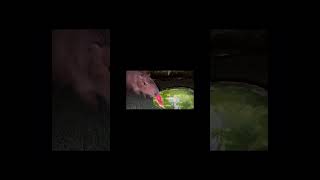 Capybara Eating Watermelon