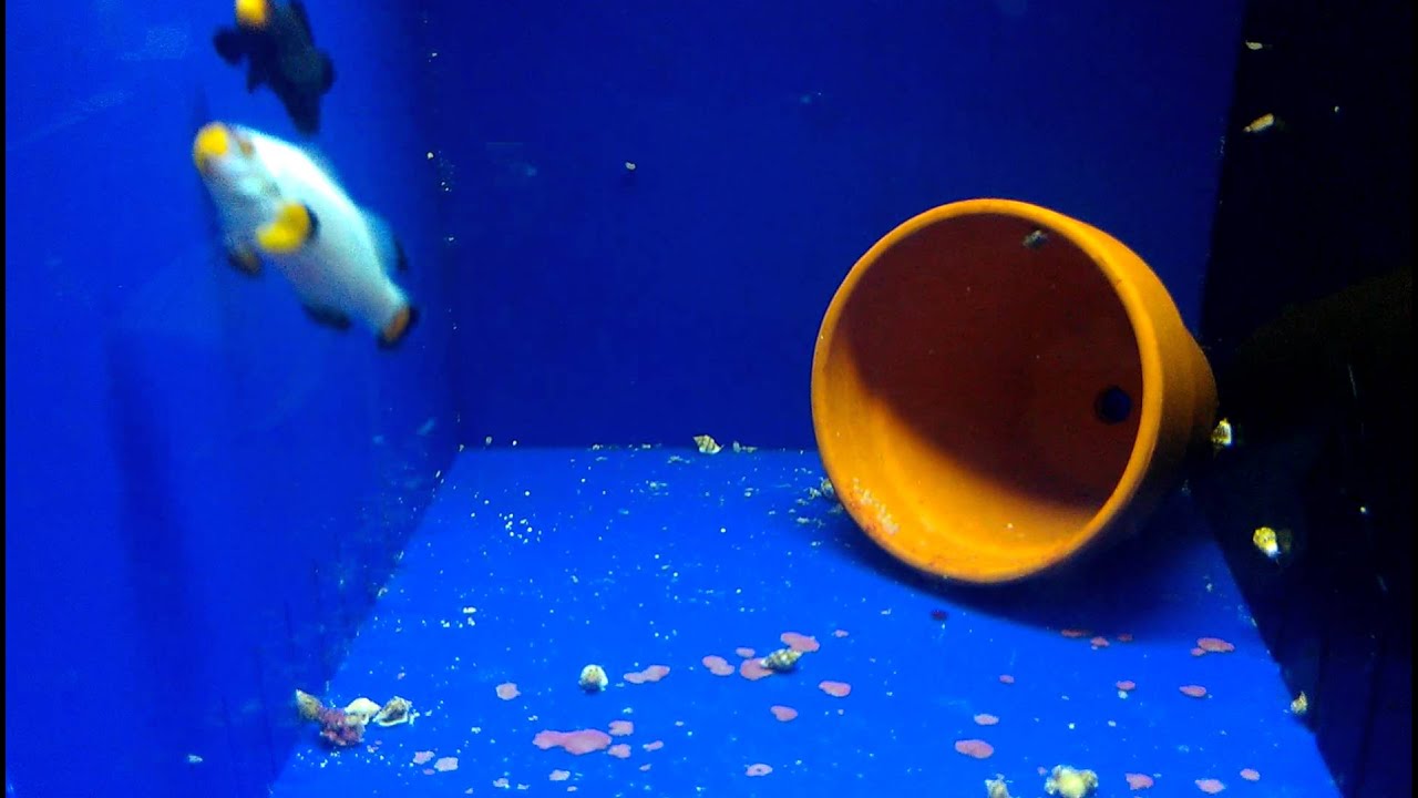 Clownfish - скачать на русском для скайпа (клоунфиш) для изменения 8 Clownfish - скачать на русском для скайпа (клоунфиш) для изменения 40