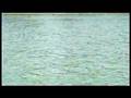 Irrawaddy dolphins in Sarawak, Malaysia