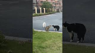 Dog Breaks Up Cat Fight