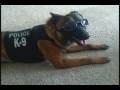 Ben Roethlisberger K9 Tribute - Friend Ben