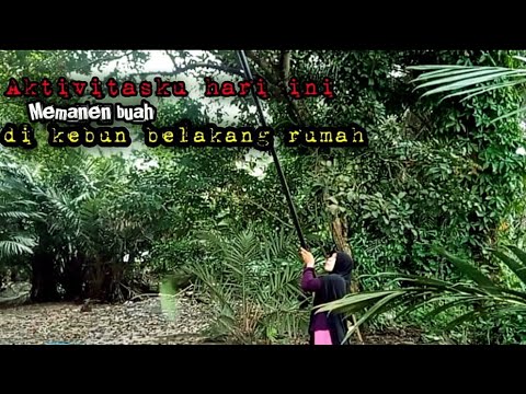 Aktivitas hari ini || memetik buah di kebun  || lanjutkan memasak lobster di dapur kayu