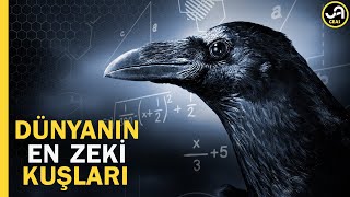 Karga Dünyanın En Zeki Kuşları Uçan Dahiler