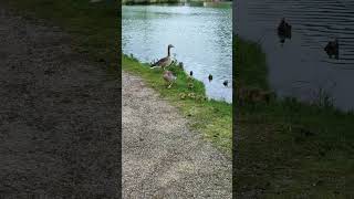 Geese With Babies#Nature#Shorts🥰🫶😍☺️