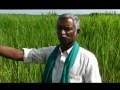 Drought Resisting Kattuyanam - TN Save Our Rice Campaign 2013