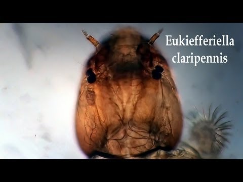 Header of Eukiefferiella