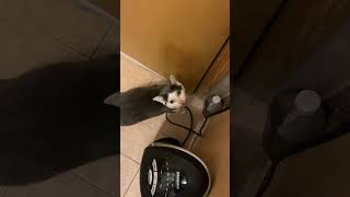 Alice Meow