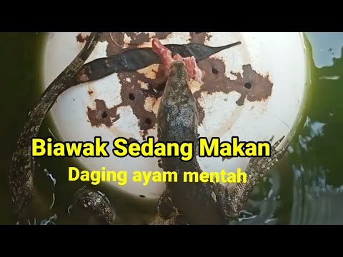 memberi makan Biawak dalam tandon air//Heru wacono