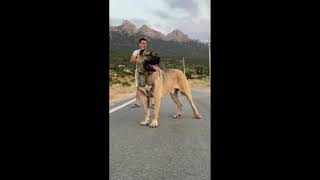 Kangal , O Gigante Turco