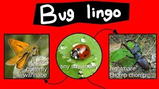 Internet Names For Bugs