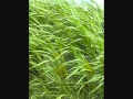 湿舌Situ zetu yassy588 Originalsong
