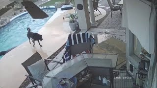 Dog Jumps in Pool to Save His Friend || ViralHog