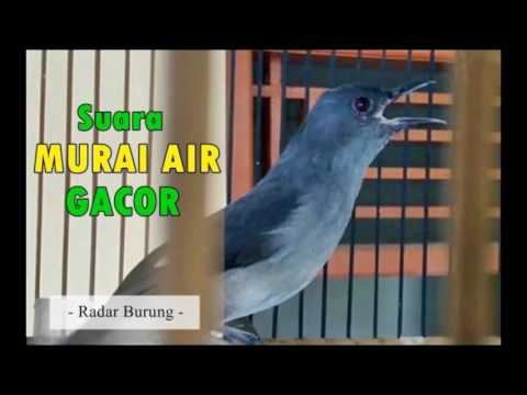 VIDEO : suara burung murai air terbaru & terbaik - suarasuaraburung murai air, terbaru & terbaik radarsuarasuaraburung murai air, terbaru & terbaik radarburungmerupakan channel/saluran aneka suarasuarasuaraburung murai air, terbaru & terb ...