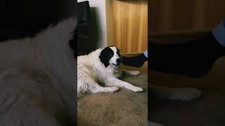 Great Pyrenees Border Collie Remi Begging For A Foot Petting