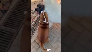 Bully E Staff Bull Cães Da Matilha
