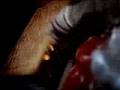 Budweiser - Farting horse