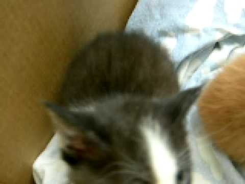 The litter of kittens at the shelter. Dec 20, 2008 3:40 PM. were three few day old kittens whom even because of their size, were very loud meowers. The litter of kittens at the shelter. Dec 20, 2008 3:40 PM. were three few day old kittens whom even because of their size, were very loud meowers.