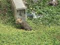 Baby Fox