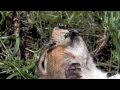 Blowflies egg laying on a dead squirrel