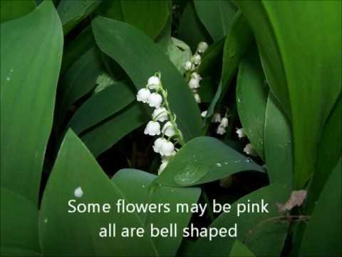 Parts Of Lily