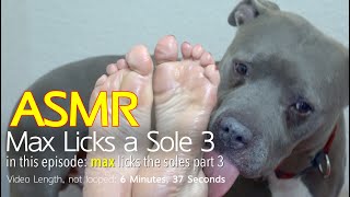 Max Licks Sole 3 Part 3 Asmr Dog Licking No Talking