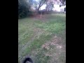Off leash with Reagan - 7 month black lab with Bouvier and Rottweiler