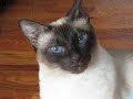 Talking Siamese Cat VERY talkative!  She answers all my questions!