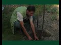 planter les tomates