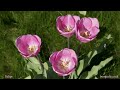 Beautiful Flowers HD 2 - slideshow of spring and summer flower pictures with music (wall photos)