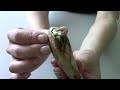 How To Grow Mango Tree From It S Seed At images How To Grow Mango Tree From It S Seed At