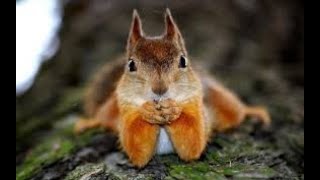 Squirrels. The Warning