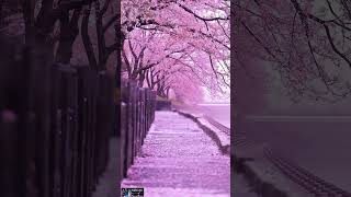Tomake Chuye Dilam Whatsapp Status Officialarijitsingh Yt Shorts