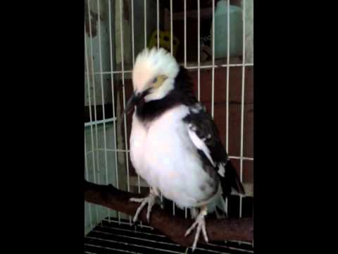 VIDEO : jalak hongkong pinter part 3 - burungini bisa ngomong ayah,mama sm kaka,,,,, siulannya keras bangettt,, ...