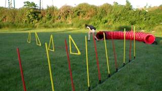 Jagd Terrier Agility Training