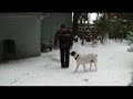 Среднеазиатская овчарка Сука. Кличка ЭФА. 
