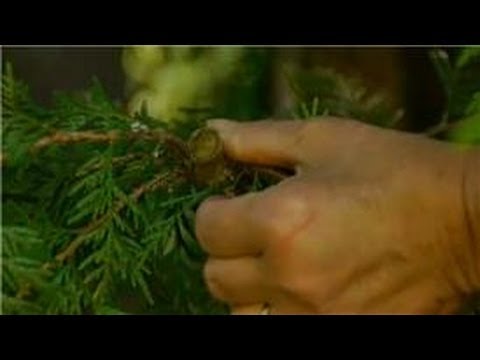 Growing Ornamental Edible Trees How to Properly Prune Cedar Trees