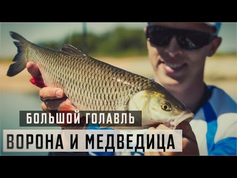 клев на медведице клев на медведице