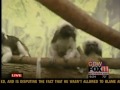 Tamerins at the NEW Zoo