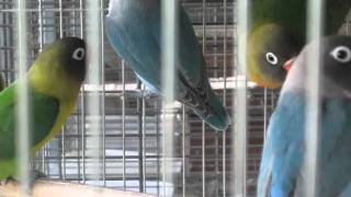 Lovebird